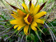 Berkheya armata