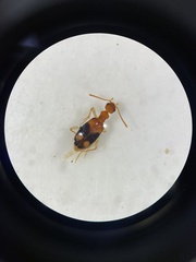 Stricticomus tobias