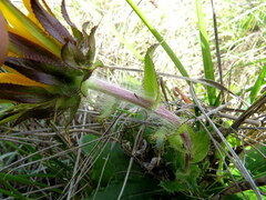 Berkheya armata