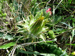 Berkheya armata