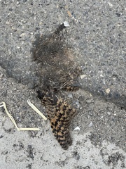 Phalaenoptilus nuttallii