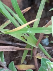 Camponotus albosparsus