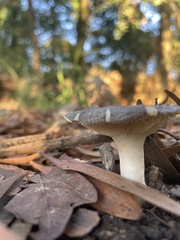 Clitocybe fragrans