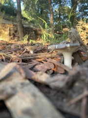 Clitocybe fragrans