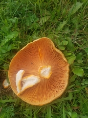 Lactarius deterrimus