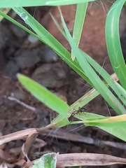 Camponotus albosparsus