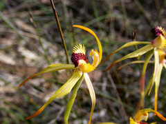 Caladenia longiclavata