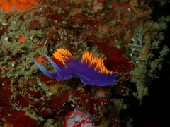 Flabellinopsis iodinea