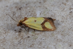Agapeta zoegana