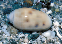 Oliva guttata