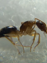 Camponotus albosparsus