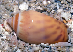 Oliva buelowi