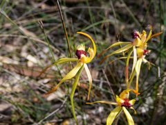 Caladenia longiclavata