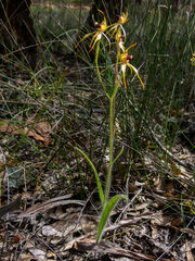 Caladenia longiclavata