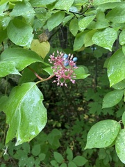 Cornus rugosa