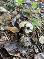 Chlorophyllum brunneum