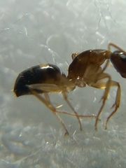 Camponotus albosparsus