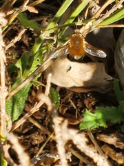 Bombyliinae