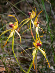 Caladenia longiclavata