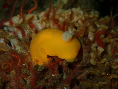 Baptodoris mimetica