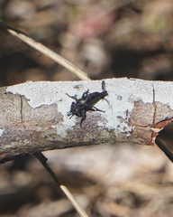 Pritchardia hirtipes