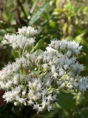 Eupatorium lancifolium
