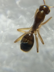 Camponotus albosparsus