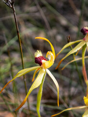 Caladenia longiclavata
