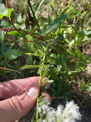Eupatorium lancifolium