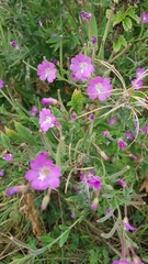 Epilobium hirsutum