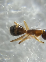 Camponotus albosparsus