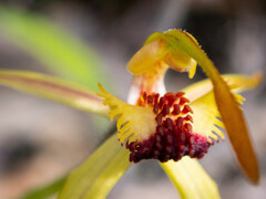 Caladenia longiclavata