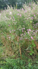Epilobium hirsutum