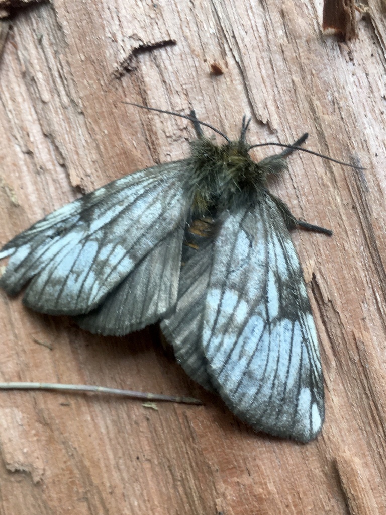 Eustema albifasciata
