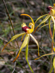 Caladenia longiclavata