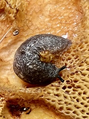Philomycus togatus