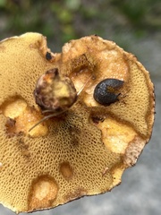 Philomycus togatus