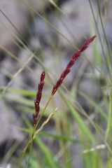 Elymus macrourus