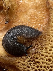 Philomycus togatus