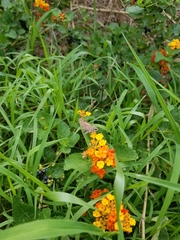 Lantana urticoides