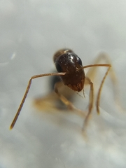 Camponotus albosparsus