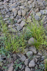 Elymus macrourus