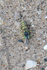 Microbembex monodonta