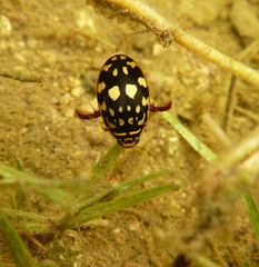 Thermonectus marmoratus