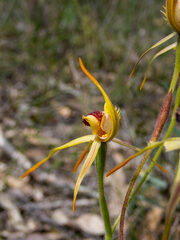 Caladenia longiclavata