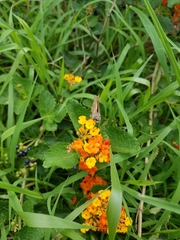 Lantana urticoides