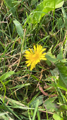 Taraxacum officinale