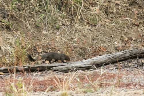Ruddy Mongoose