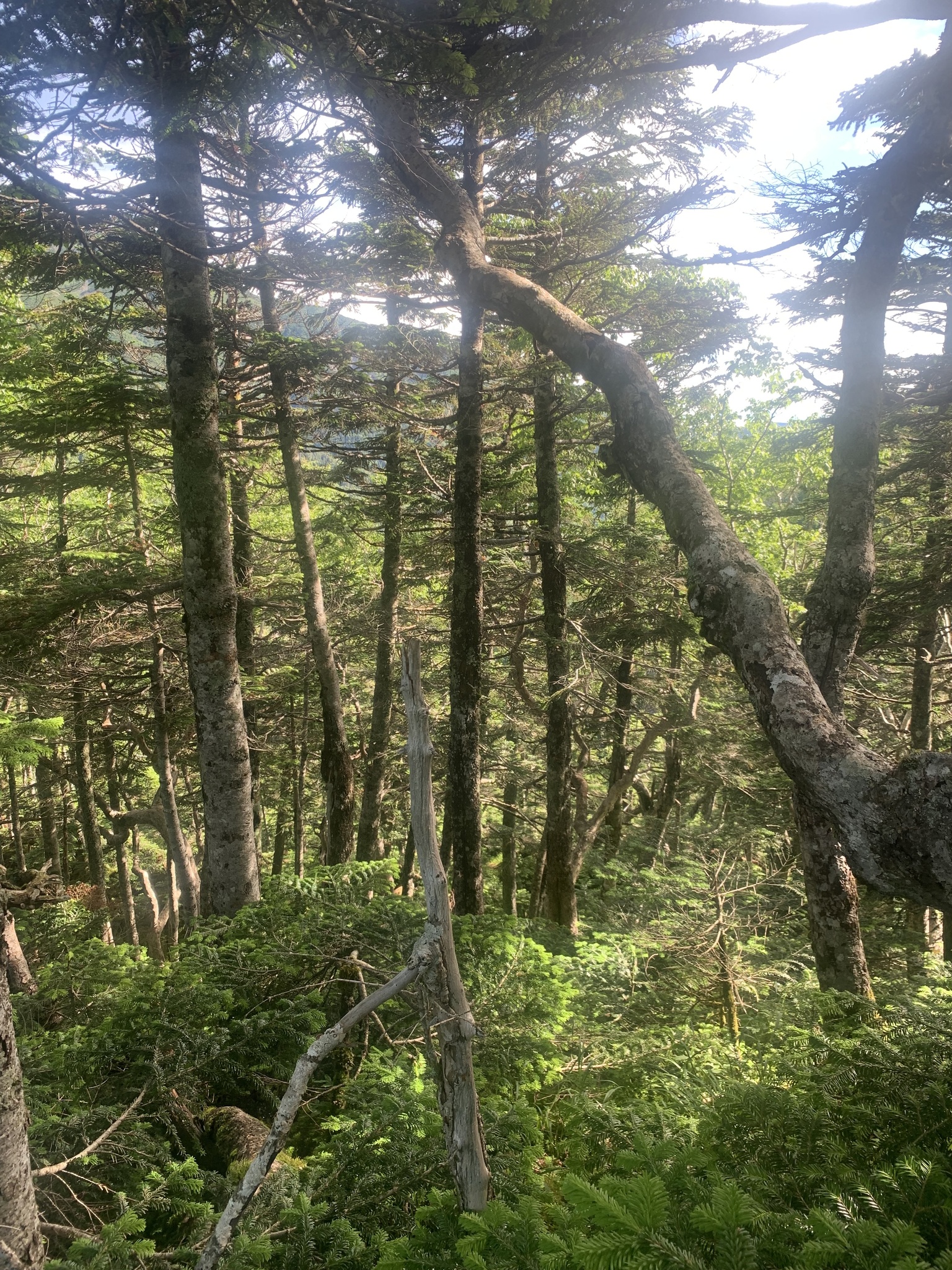 Japanese Leaf Warbler