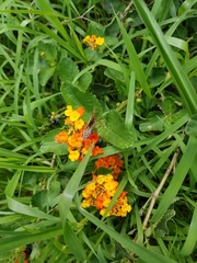 Lantana urticoides